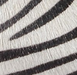Ballerina zebra della giungla